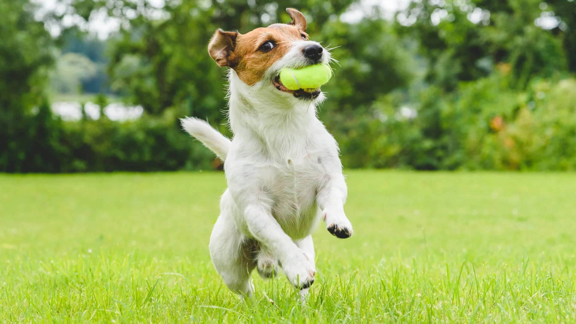 How to Keep Your Pets Safe While Your Lawn Is Being Fertilized