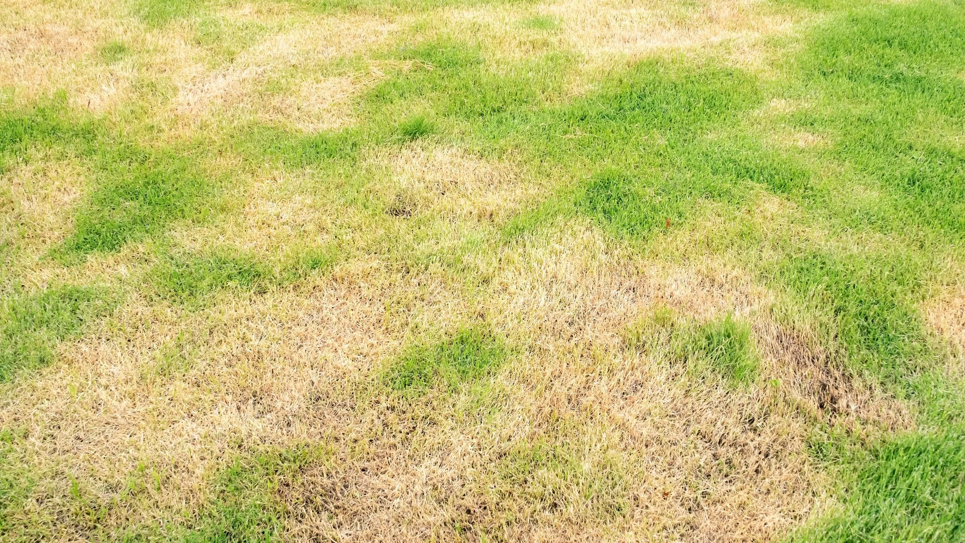 What's Causing Your Lawn to Turn Brown?