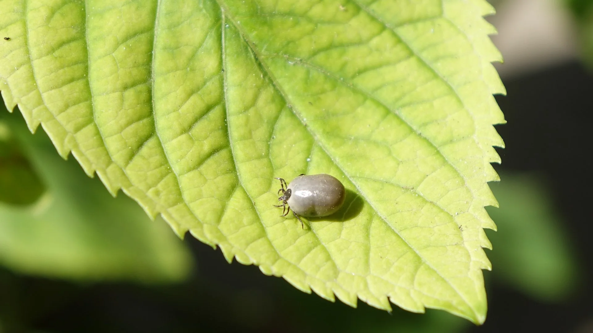 What Precautions Should You Take During Tick Season in North Carolina?