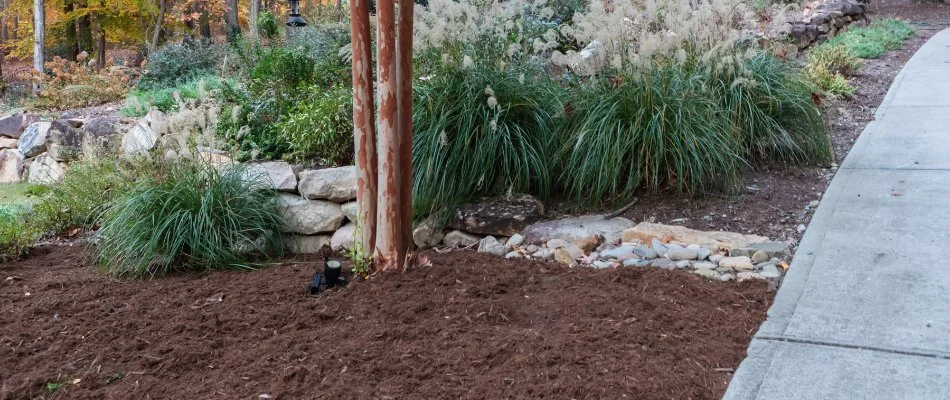 Brown mulch in a landscape with plants and a rock wall in Cary, NC.
