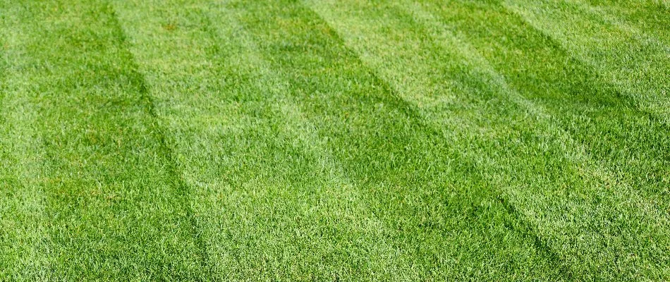 Mowing stripes on grass in Cary, NC.