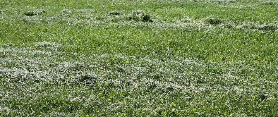 Mulched grass clippings on a lawn in Cary, NC.