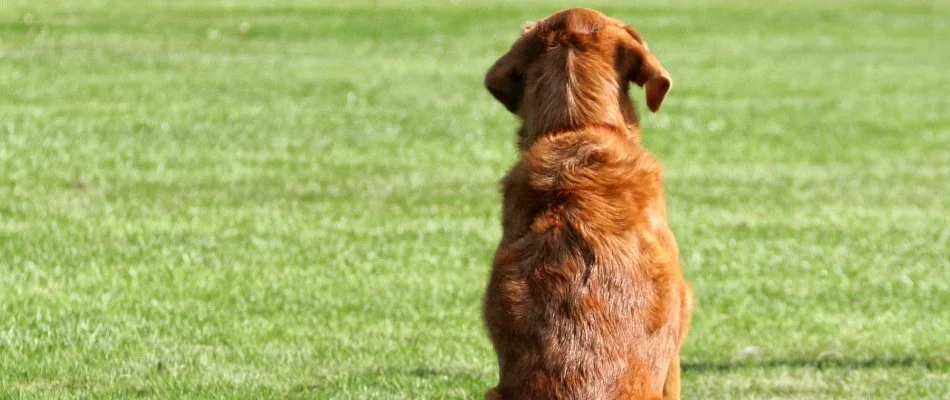 Back of a dog sitting on a lawn in Cary, NC.
