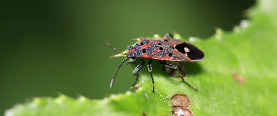 Chinch bug on a leaf in Cary, NC.