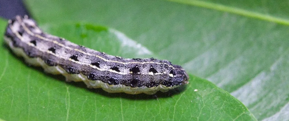 Cutworm on leaf in Cary, NC.