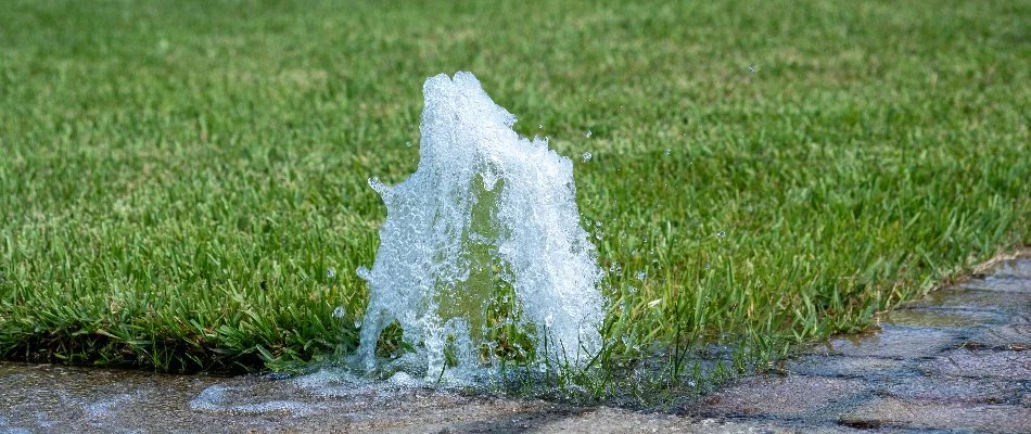 Geyser from a sprinkler head along a walkway in Cary, NC.