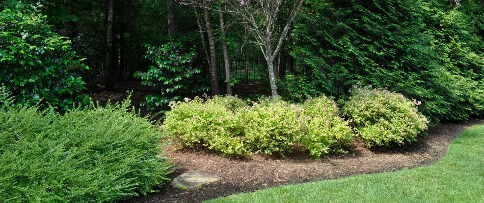 Landscape bed in Wake Forest, NC, with shrubs, trees, and mulch.