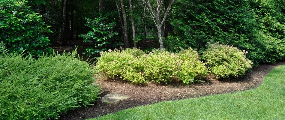 Plants in landscape bed in Will-O-Dean Acres, NC.