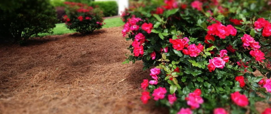 Rose bush and pine straw in a landscape in Pittsboro, NC.