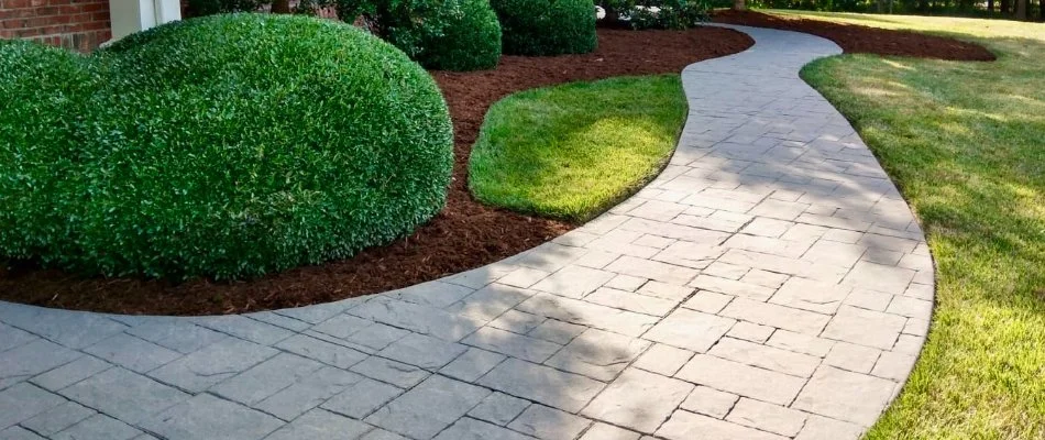 Trimmed shrubs beside a walkway in Cary, NC.
