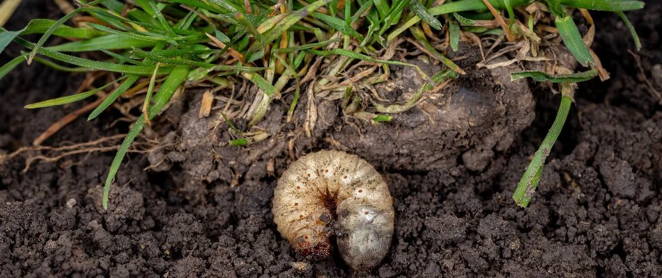 White grub in soil under a lawn in Cary, NC.
